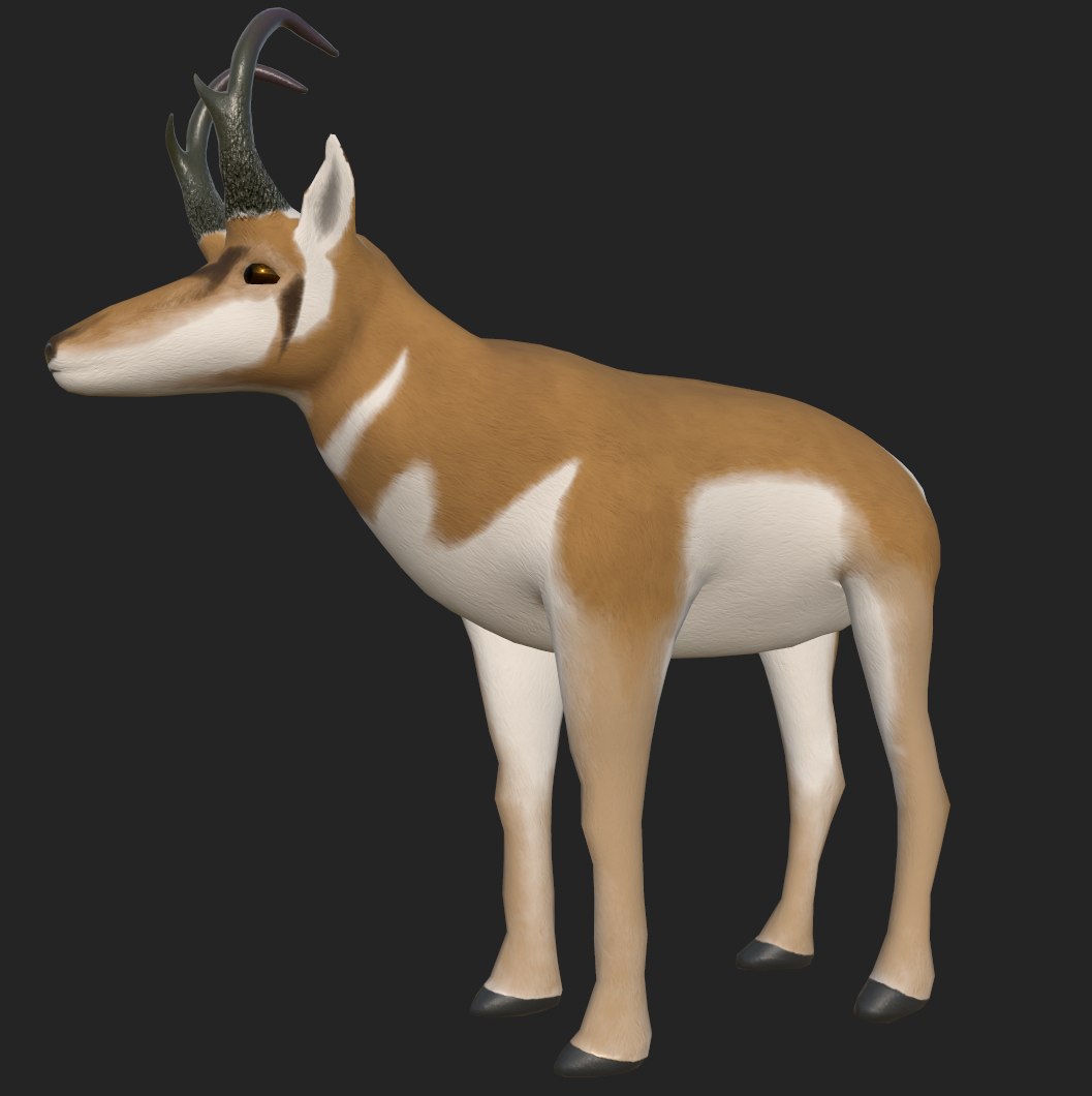 Fullbody images of the Pronghorn from multiple angles