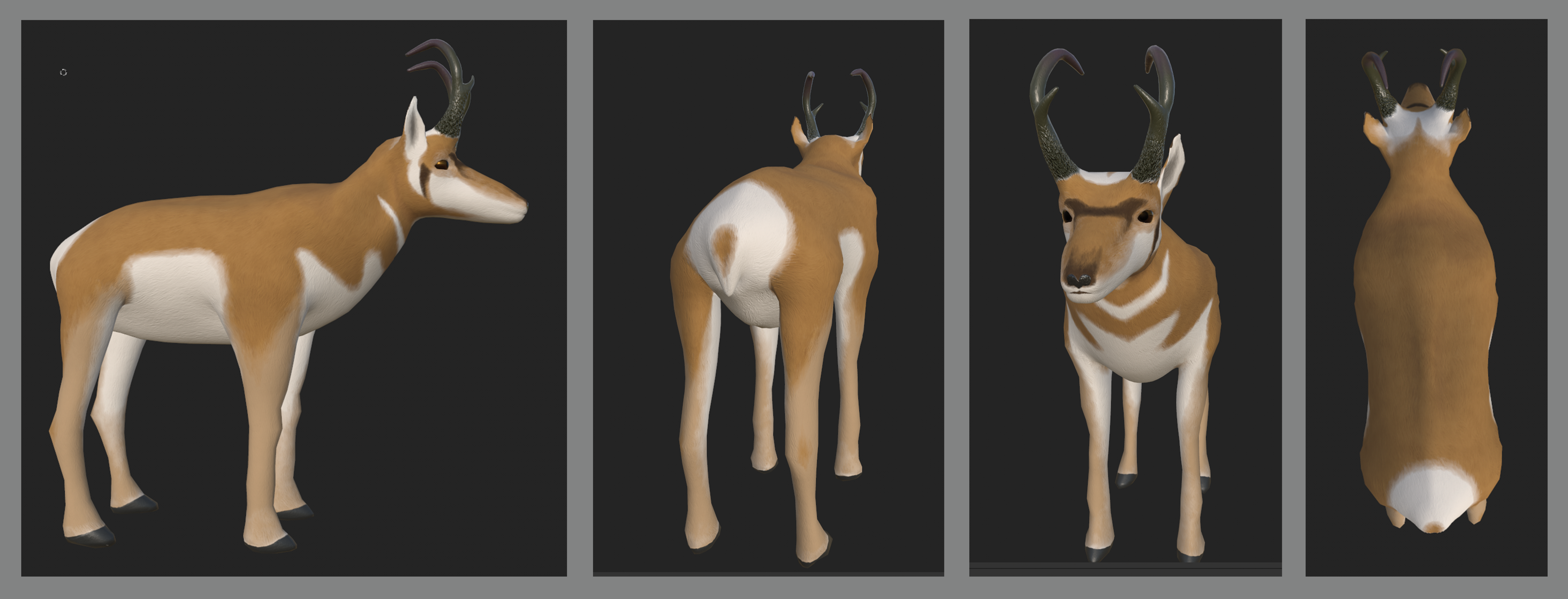 Fullbody images of the Pronghorn from multiple angles